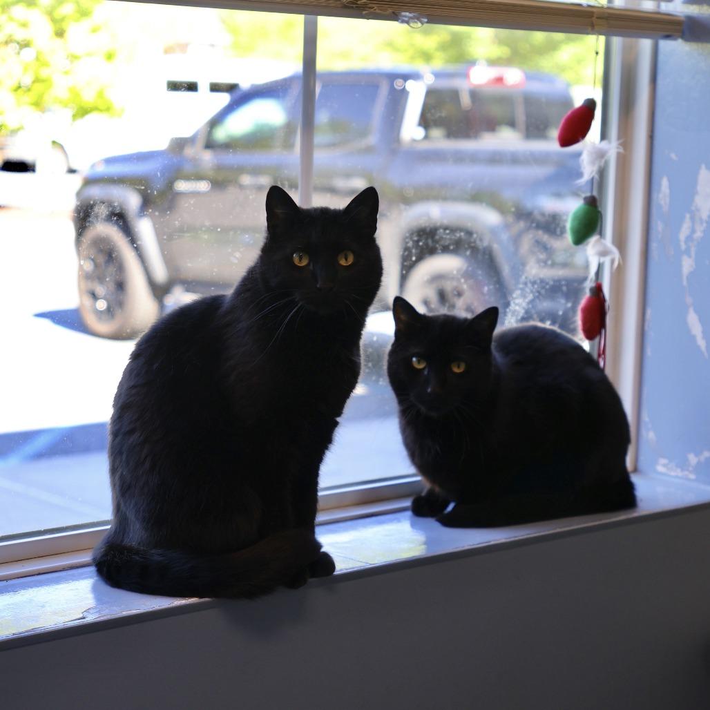 Enlarge iPod *bonded to iPad and Macbook*, a Adoptable Domestic Short Hair in Briarcliff Manor, NY image 3/5