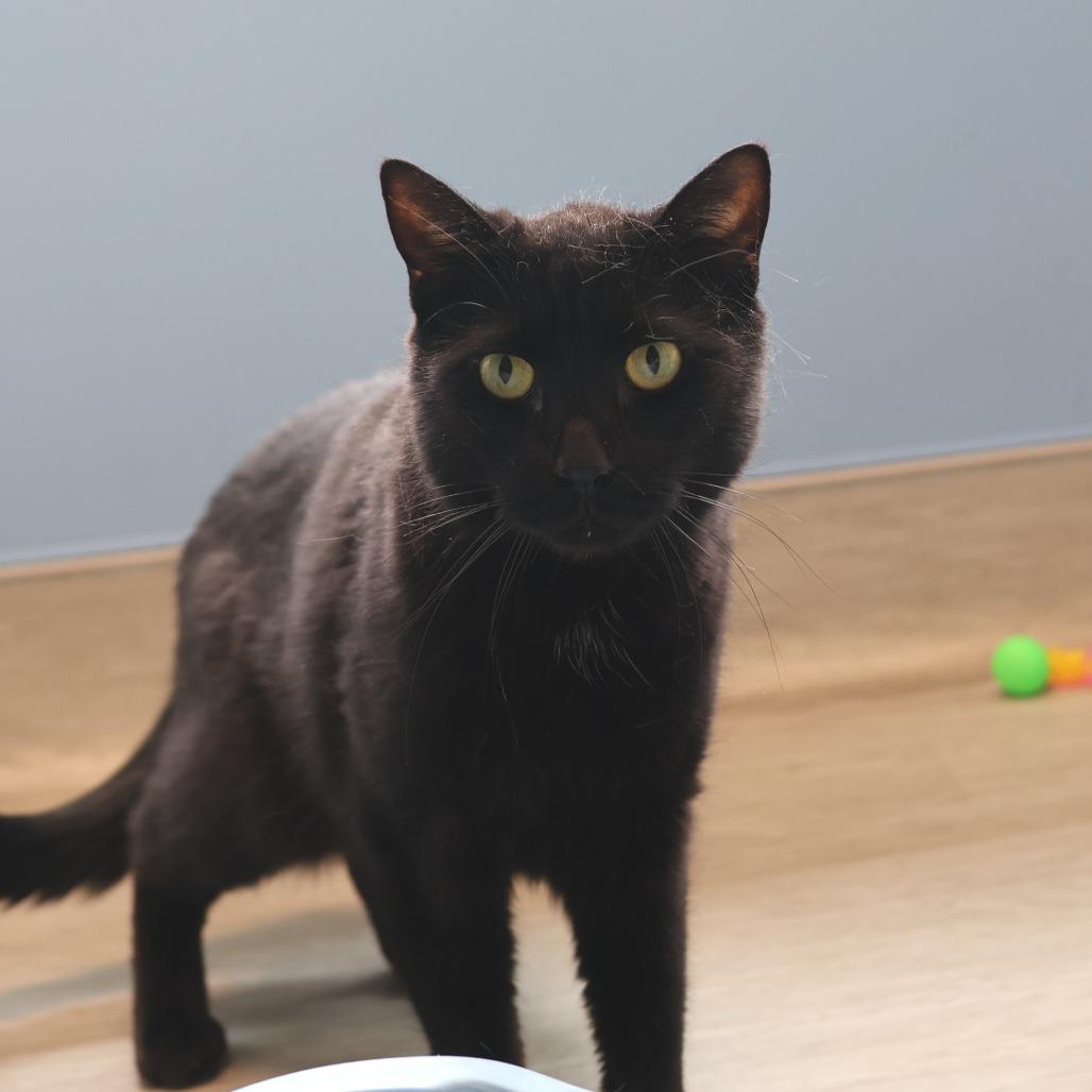 Enlarge iPod *bonded to iPad and Macbook*, a Adoptable Domestic Short Hair in Briarcliff Manor, NY image 4/5