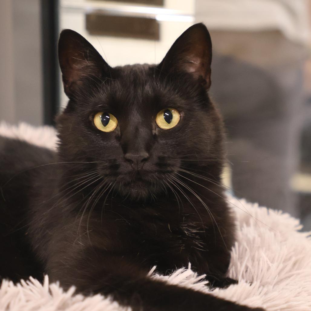 Enlarge iPod *bonded to iPad and Macbook*, a Adoptable Domestic Short Hair in Briarcliff Manor, NY image 5/5