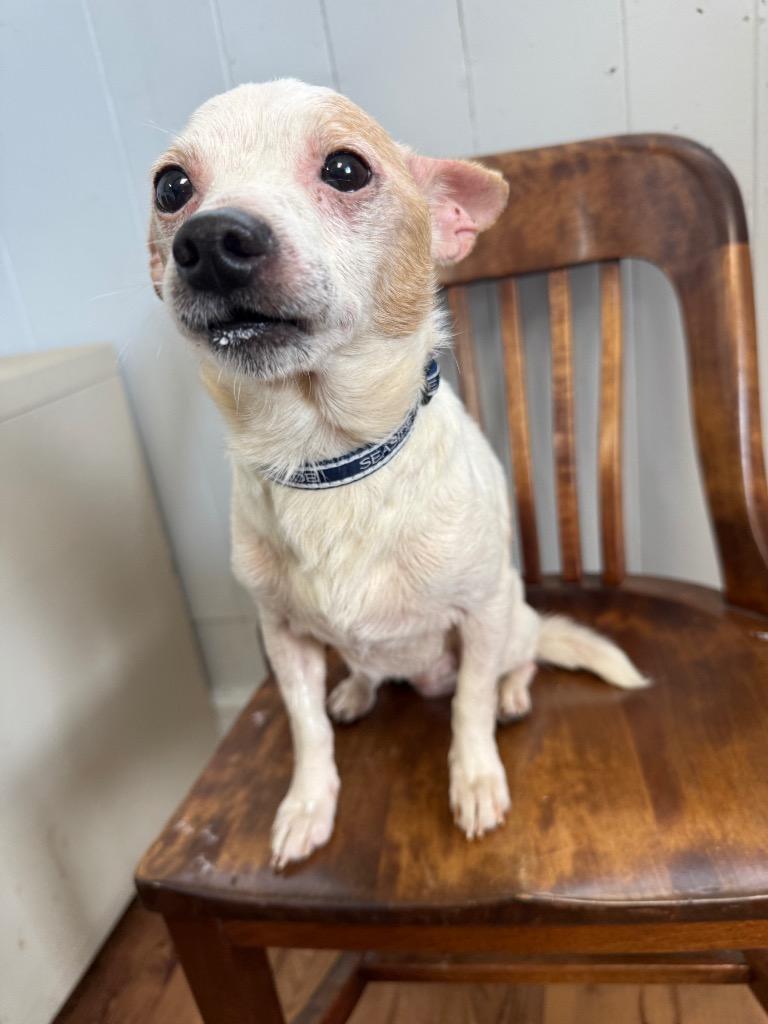 Gramps, Adoptable, Senior Male Chihuahua & Mixed Breed.