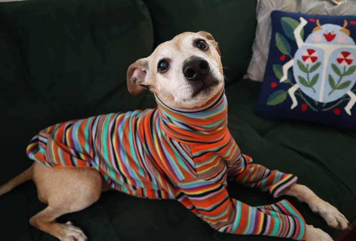 Enlarge Meeko, a Adoptable mixed breed in Kennesaw, GA image 5/6