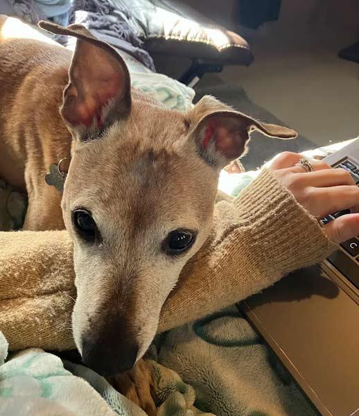 Enlarge Meeko, a Adoptable mixed breed in Kennesaw, GA image 4/6