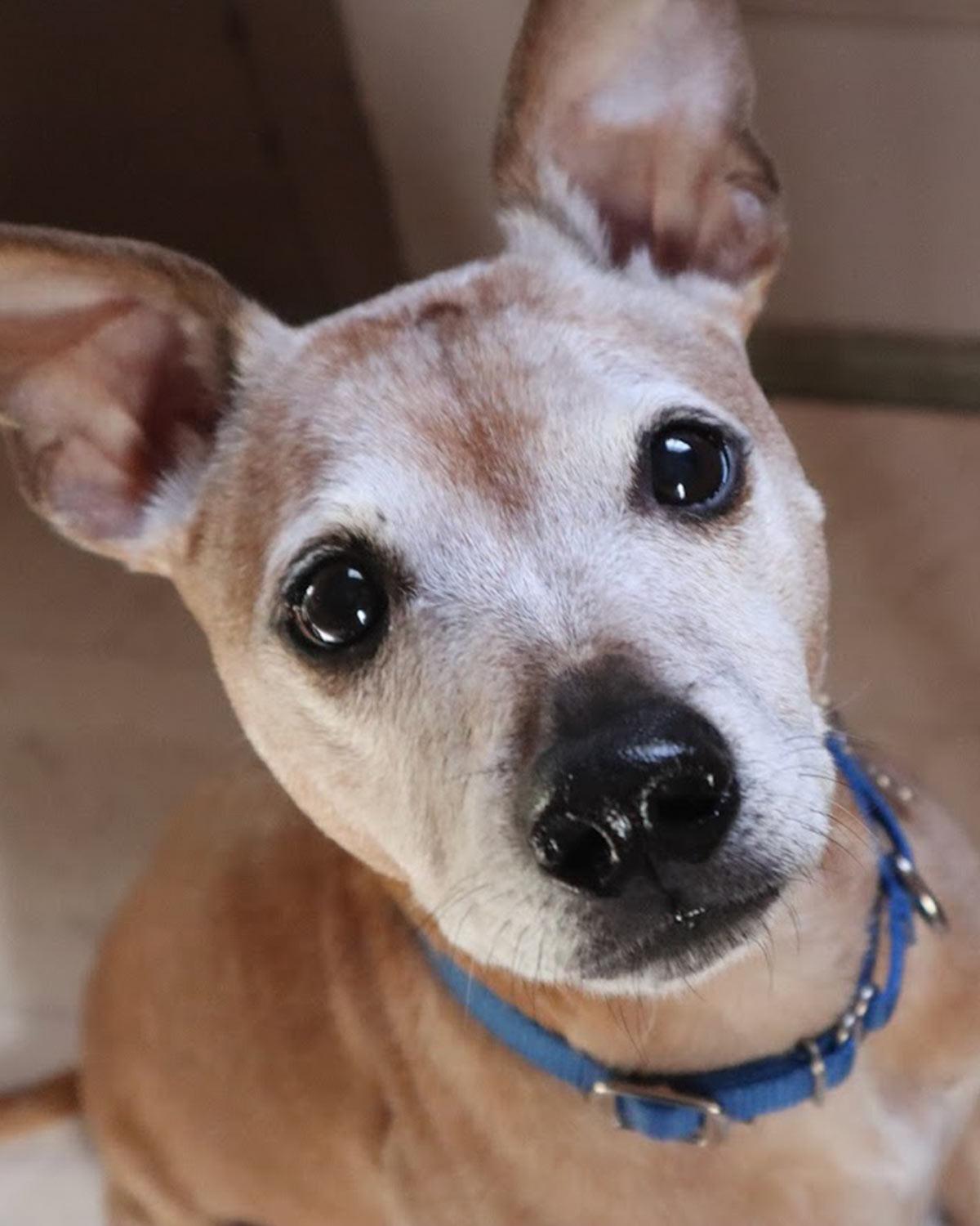 Meeko, Adoptable, Senior Male Jack Russell Terrier & Greyhound.