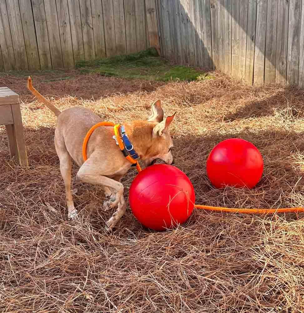 Enlarge Meeko, a Adoptable mixed breed in Kennesaw, GA image 3/6