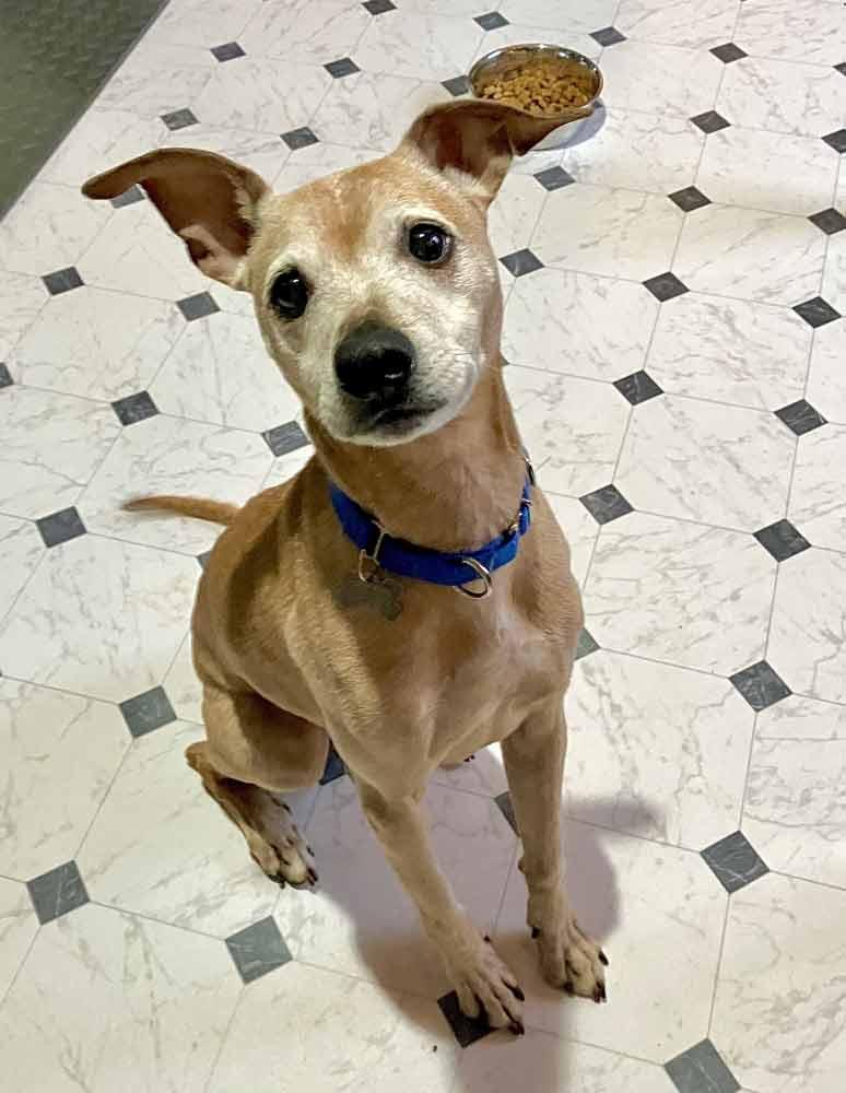 Enlarge Meeko, a Adoptable mixed breed in Kennesaw, GA image 2/6