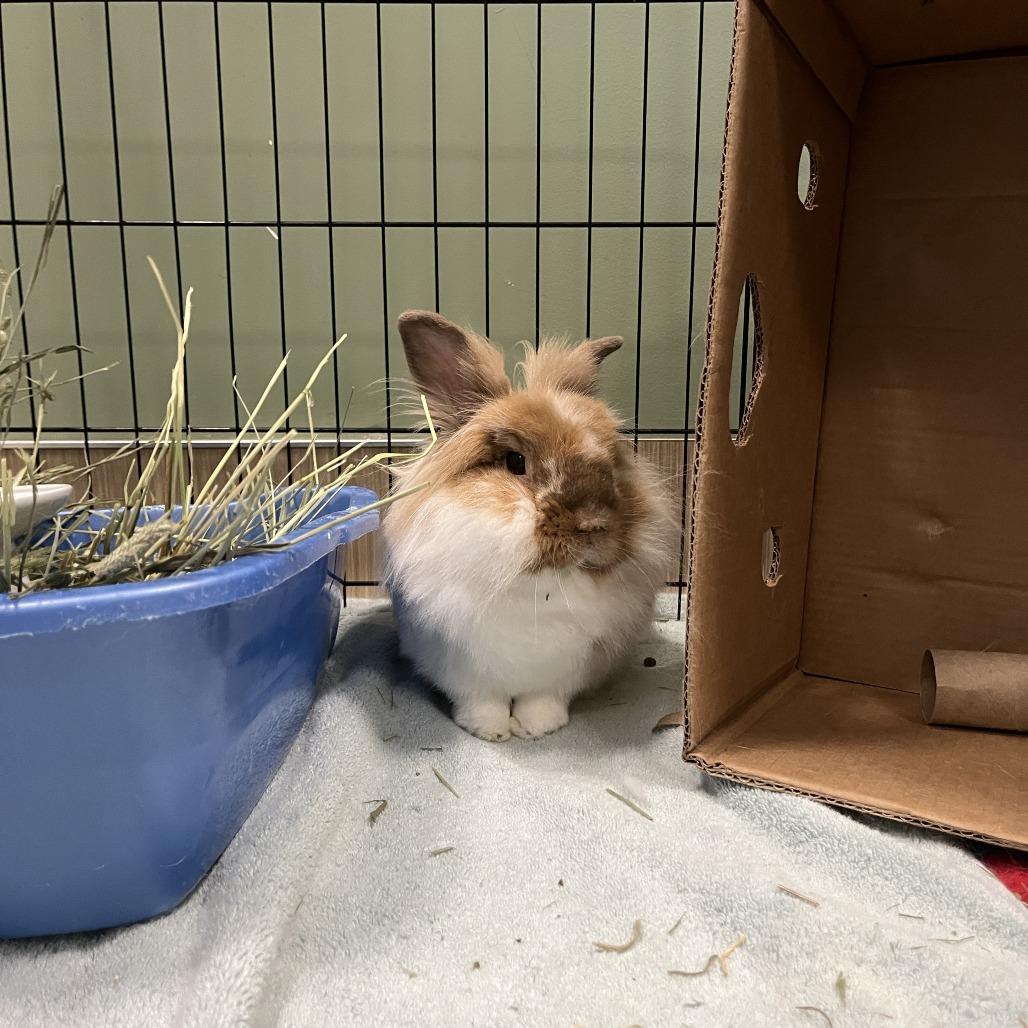 Beans, Adoptable, Adult Male Lionhead.