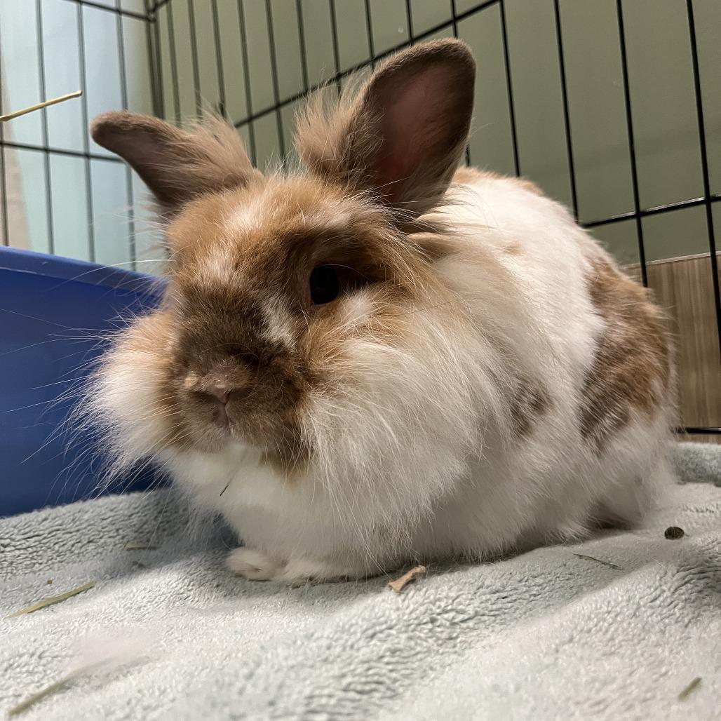 Enlarge Beans, a Adoptable Lionhead in Bedford, NH image 2/3