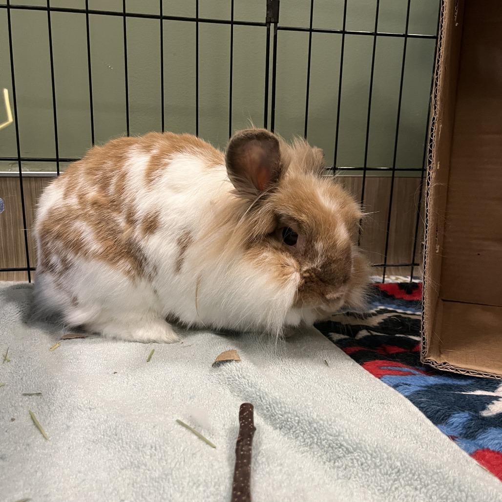 Enlarge Beans, a Adoptable Lionhead in Bedford, NH image 3/3