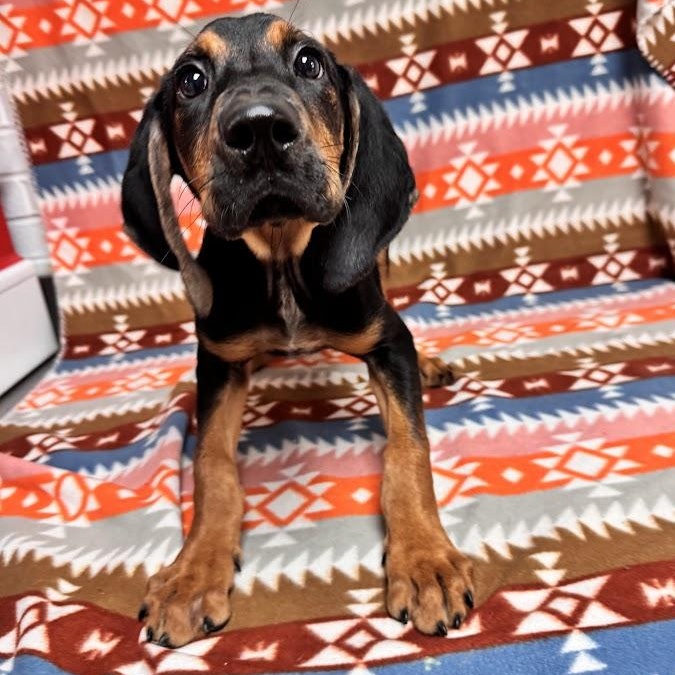 Elvis, an adopted Black and Tan Coonhound in Waterloo, IA image 2/4