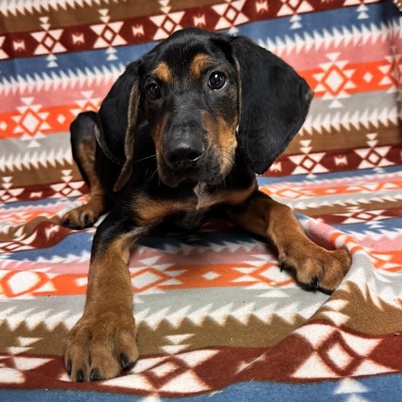 Elvis, adopted, Puppy Male Black and Tan Coonhound.