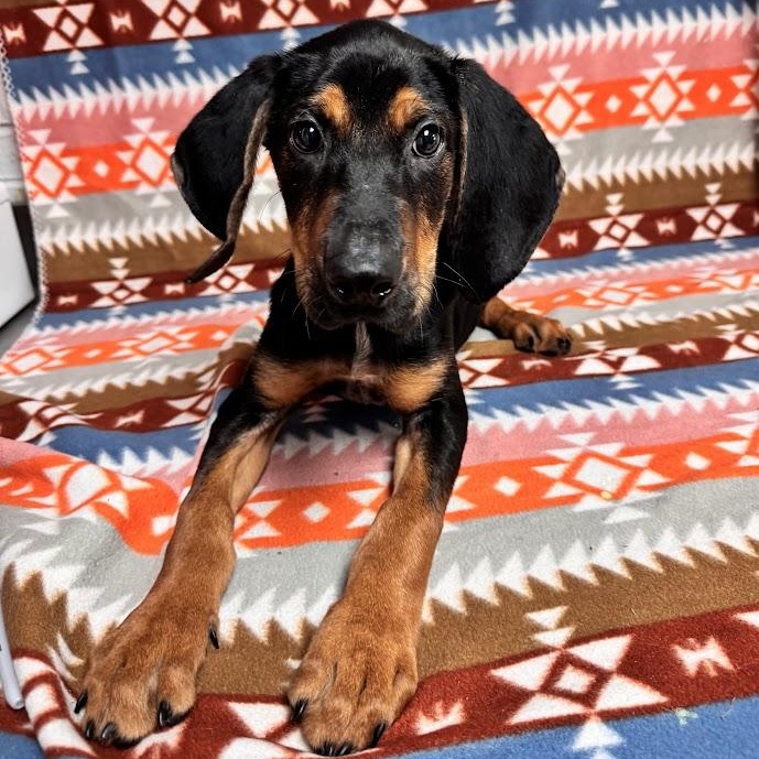 Elvis, an adopted Black and Tan Coonhound in Waterloo, IA image 4/4