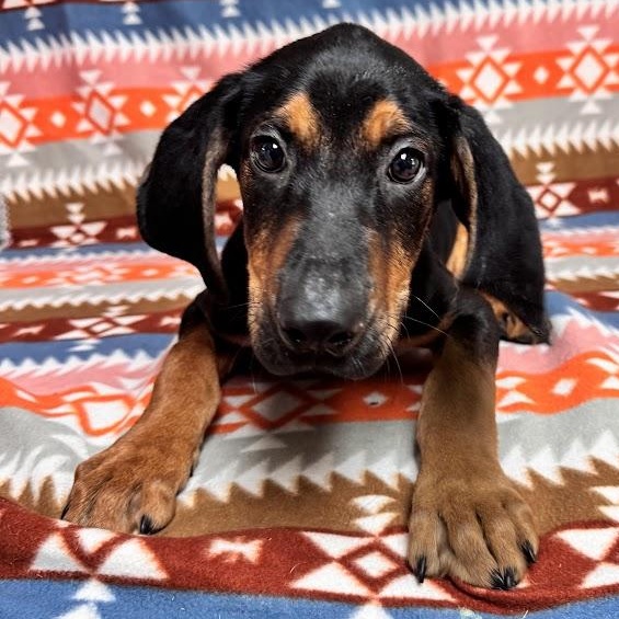 Elvis, an adopted Black and Tan Coonhound in Waterloo, IA image 3/4