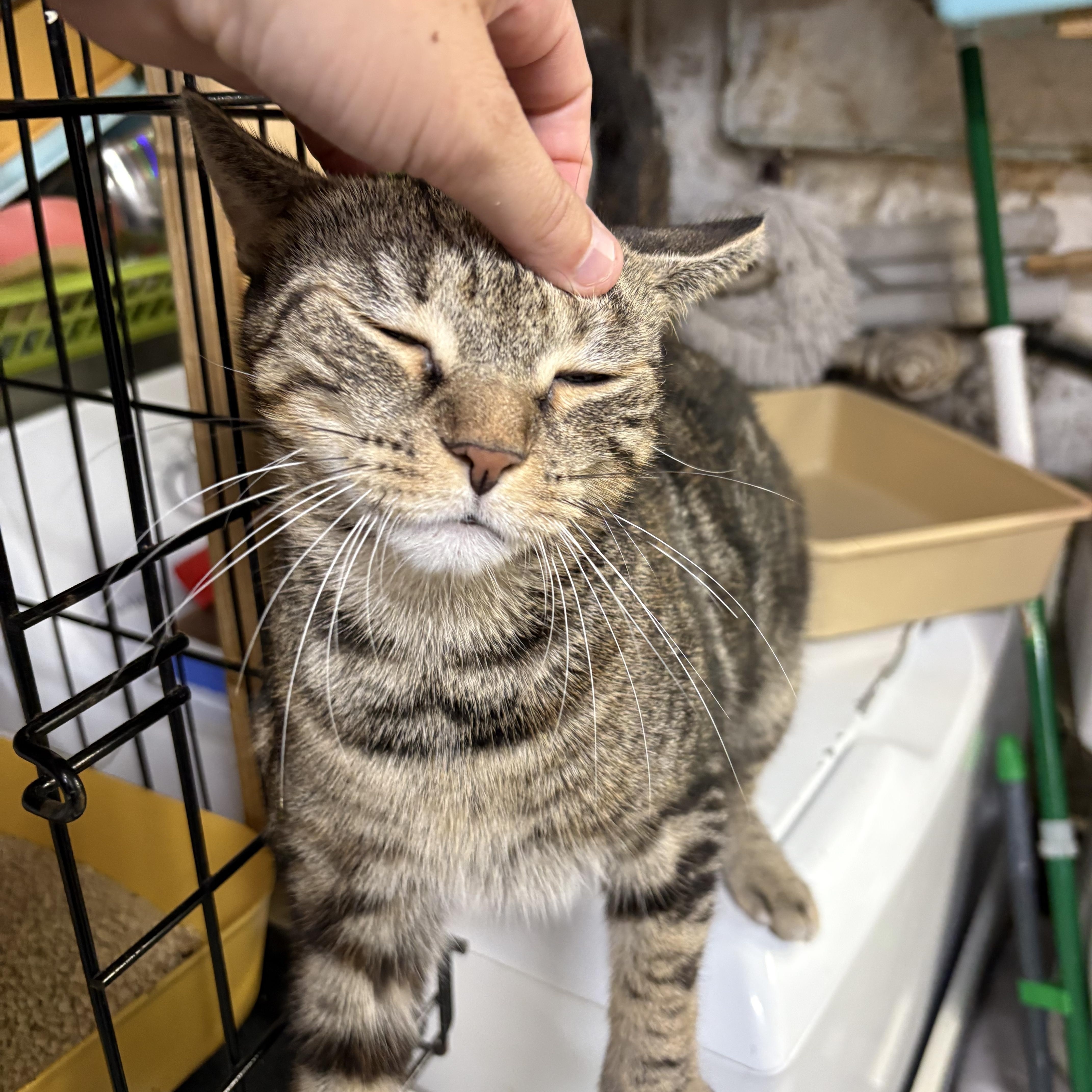 PETUNIA - Sweet Flowery Girl