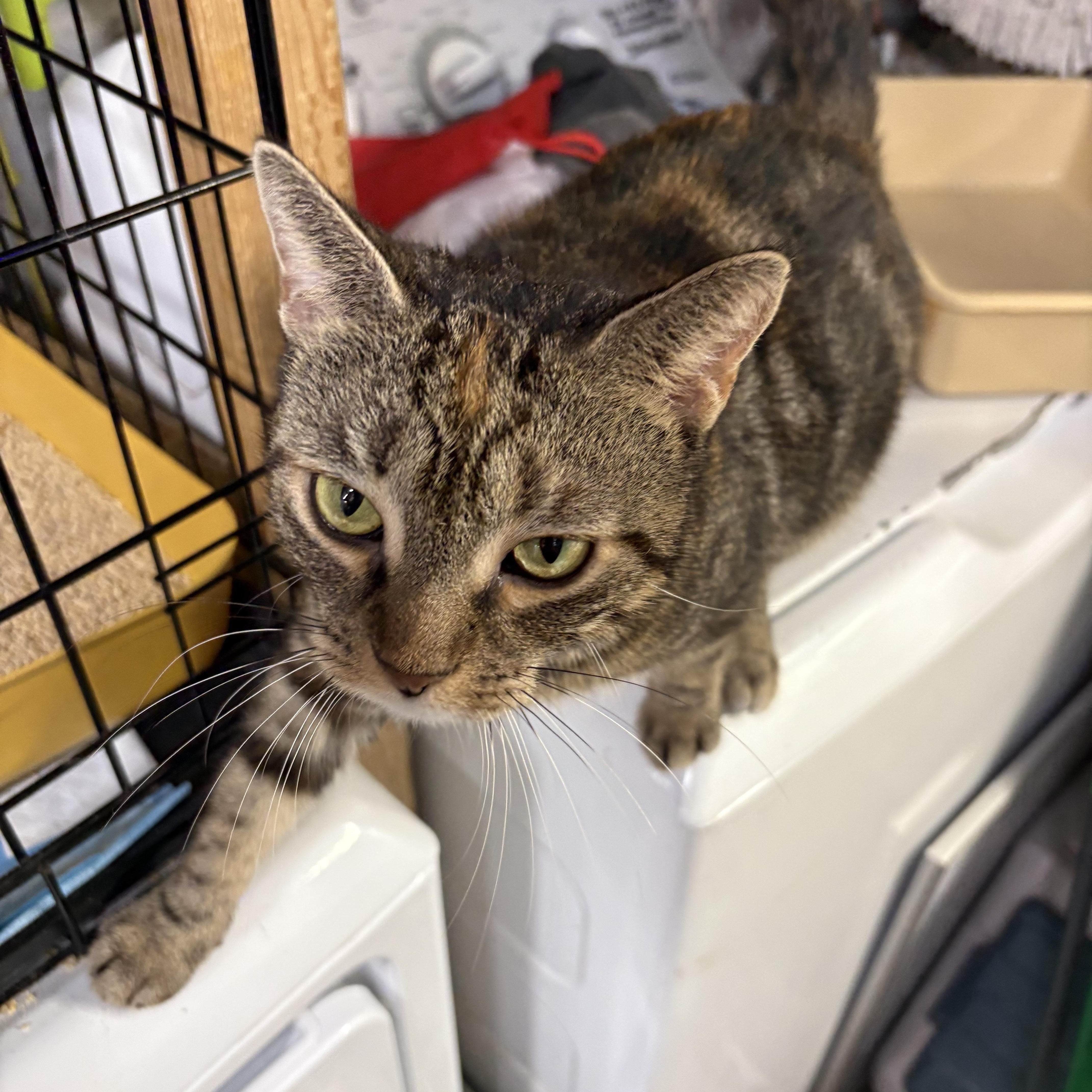 Petunia  Sweet Flowery thumbnail 3