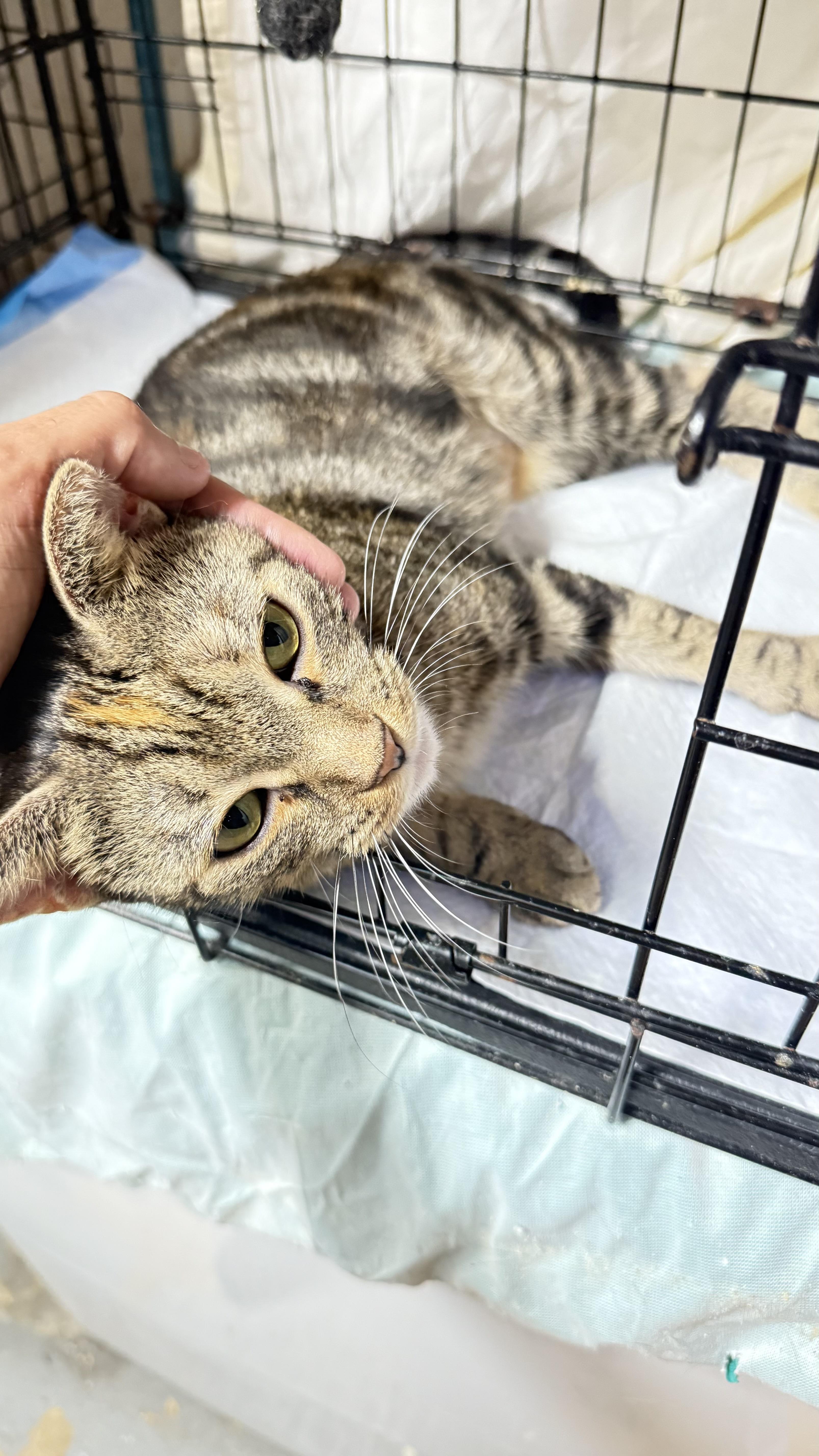 Petunia  Sweet Flowery thumbnail 4