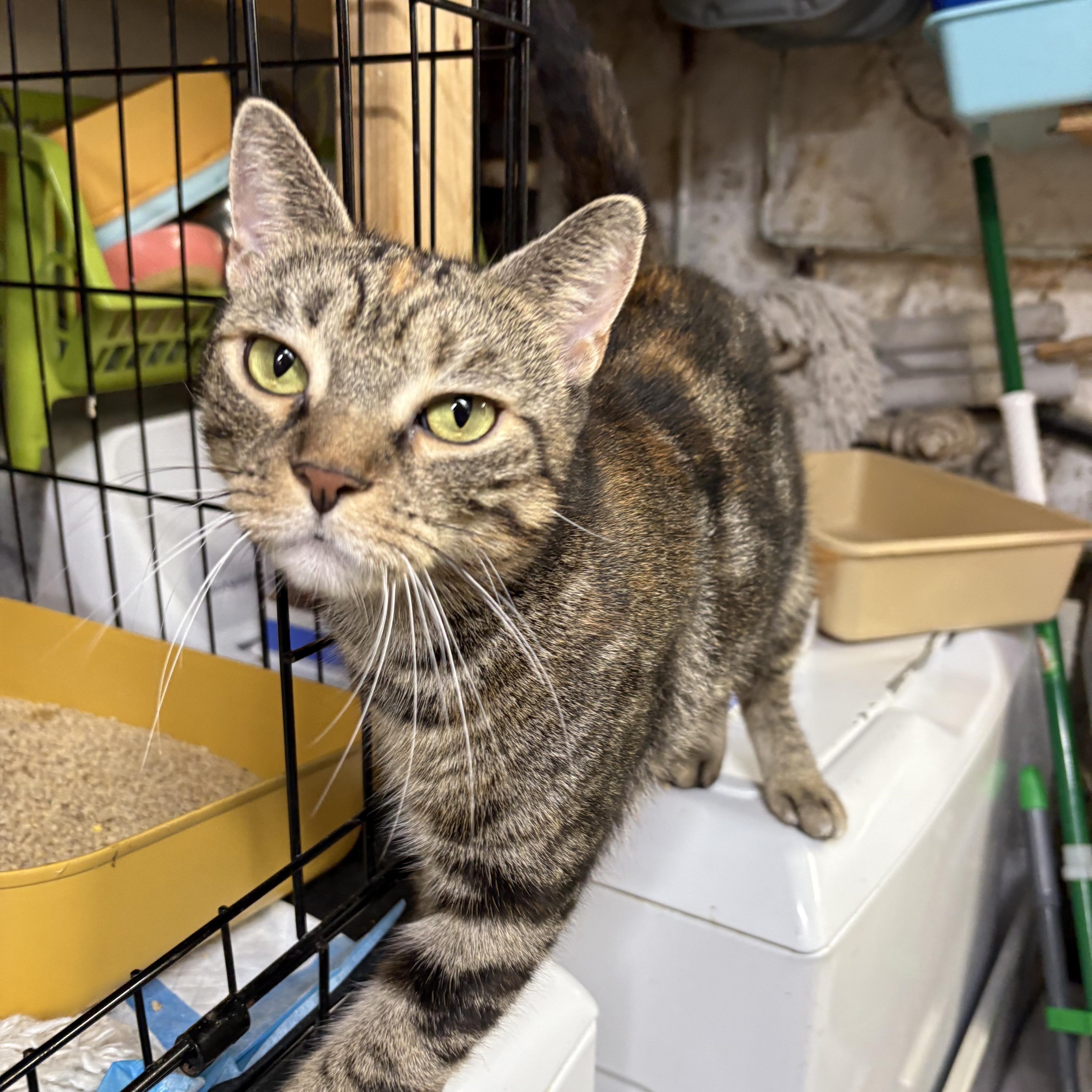 PETUNIA - Sweet Flowery Girl