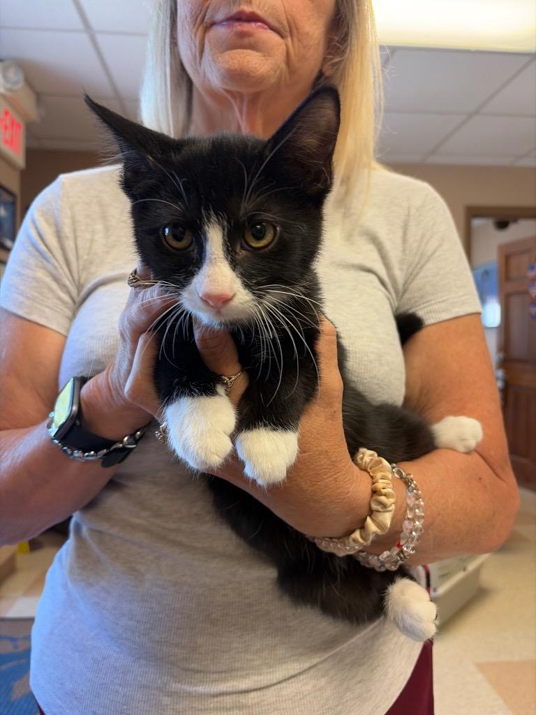 Ernest, Adoptable, Kitten Male Domestic Short Hair.