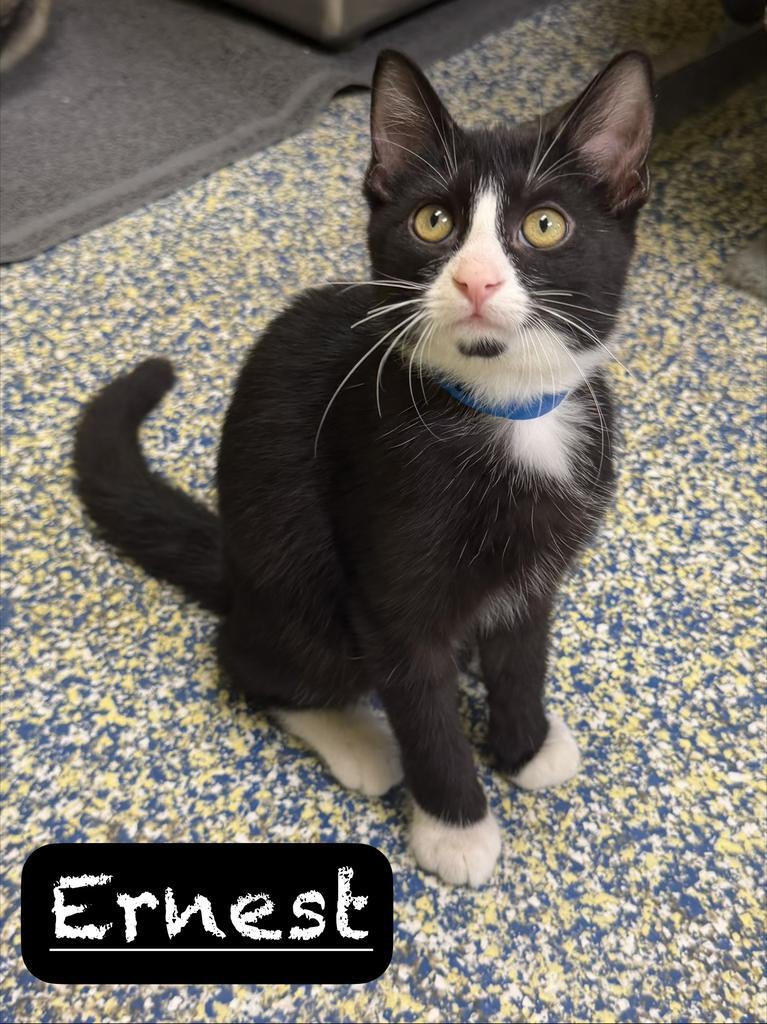 Enlarge Ernest, a Adoptable mixed breed in Maumelle, AR image 2/3