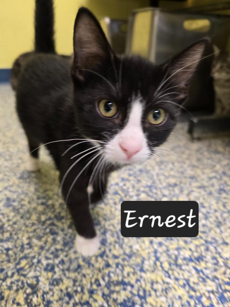 Enlarge Ernest, a Adoptable mixed breed in Maumelle, AR image 3/3