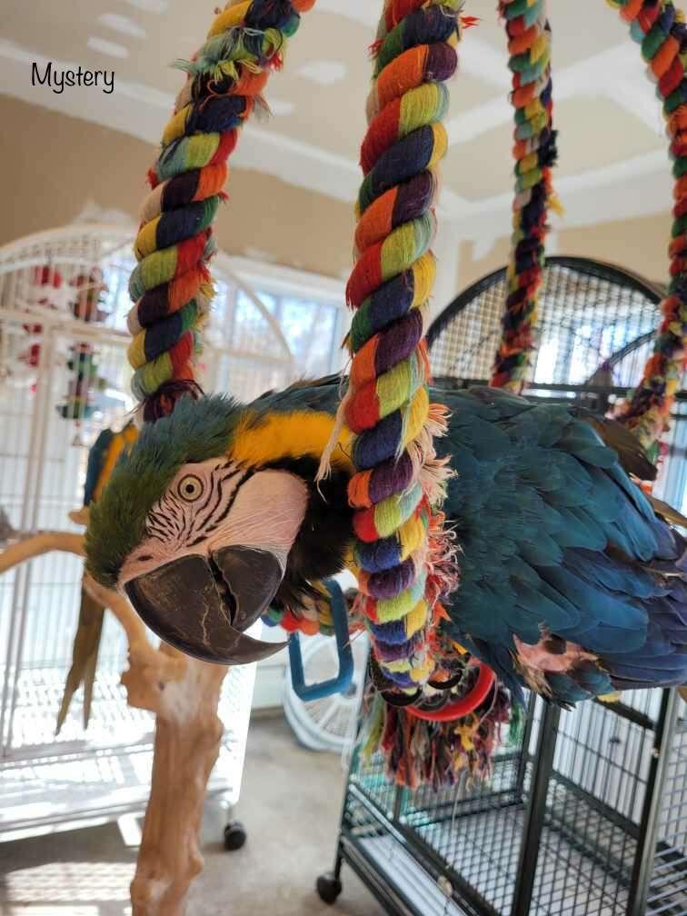 Enlarge Mystery, a Adoptable Macaw in Blairstown, NJ image 1/1