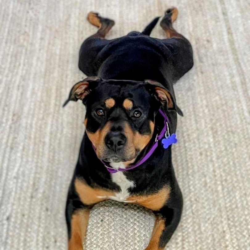 Enlarge Thelma, a ADOPTABLE American Staffordshire Terrier in Tacoma, WA image 3/3