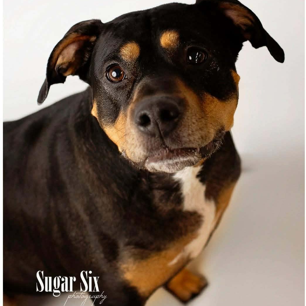 Thelma, ADOPTABLE, Adult Female American Staffordshire Terrier.