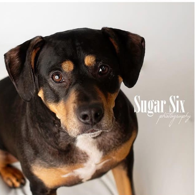Enlarge Thelma, a ADOPTABLE American Staffordshire Terrier in Tacoma, WA image 2/6