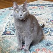 Agnes, Adoptable, Senior Female Domestic Short Hair.