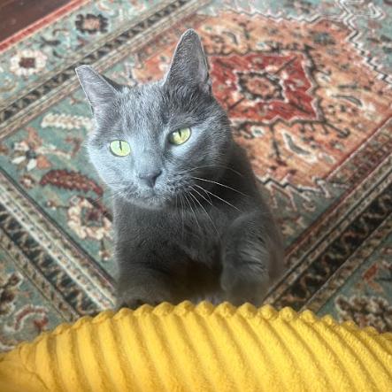 Agnes, a Adoptable Domestic Short Hair in Philadelphia, PA image 2/6