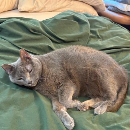 Agnes, a Adoptable Domestic Short Hair in Philadelphia, PA image 4/6