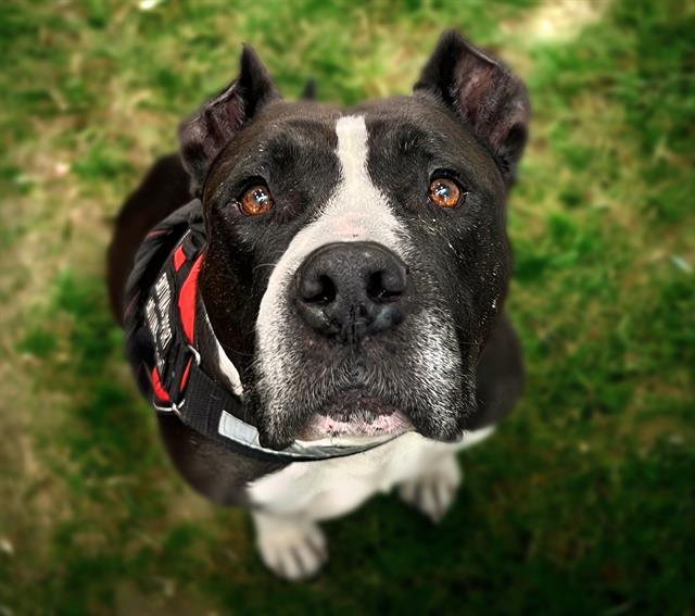 Enlarge AMIGO*, a Adoptable Pit Bull Terrier in Tucson, AZ image 1/1