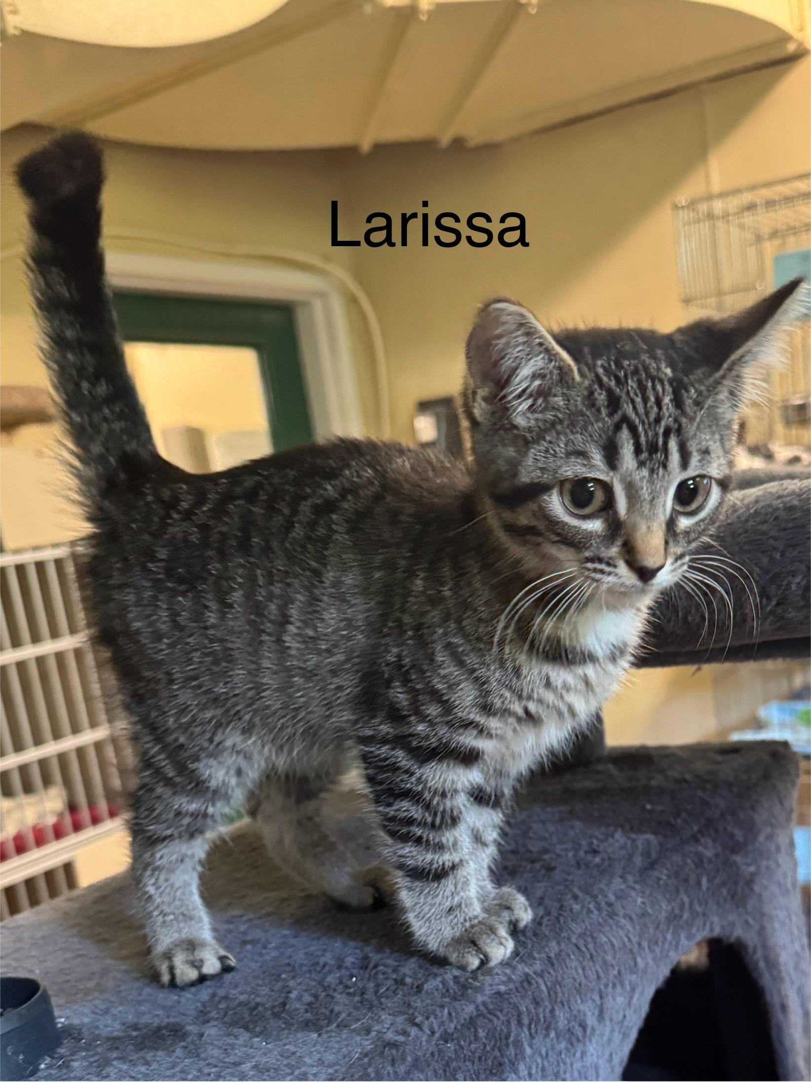 Larissa, Adoptable, Kitten Female Domestic Short Hair.