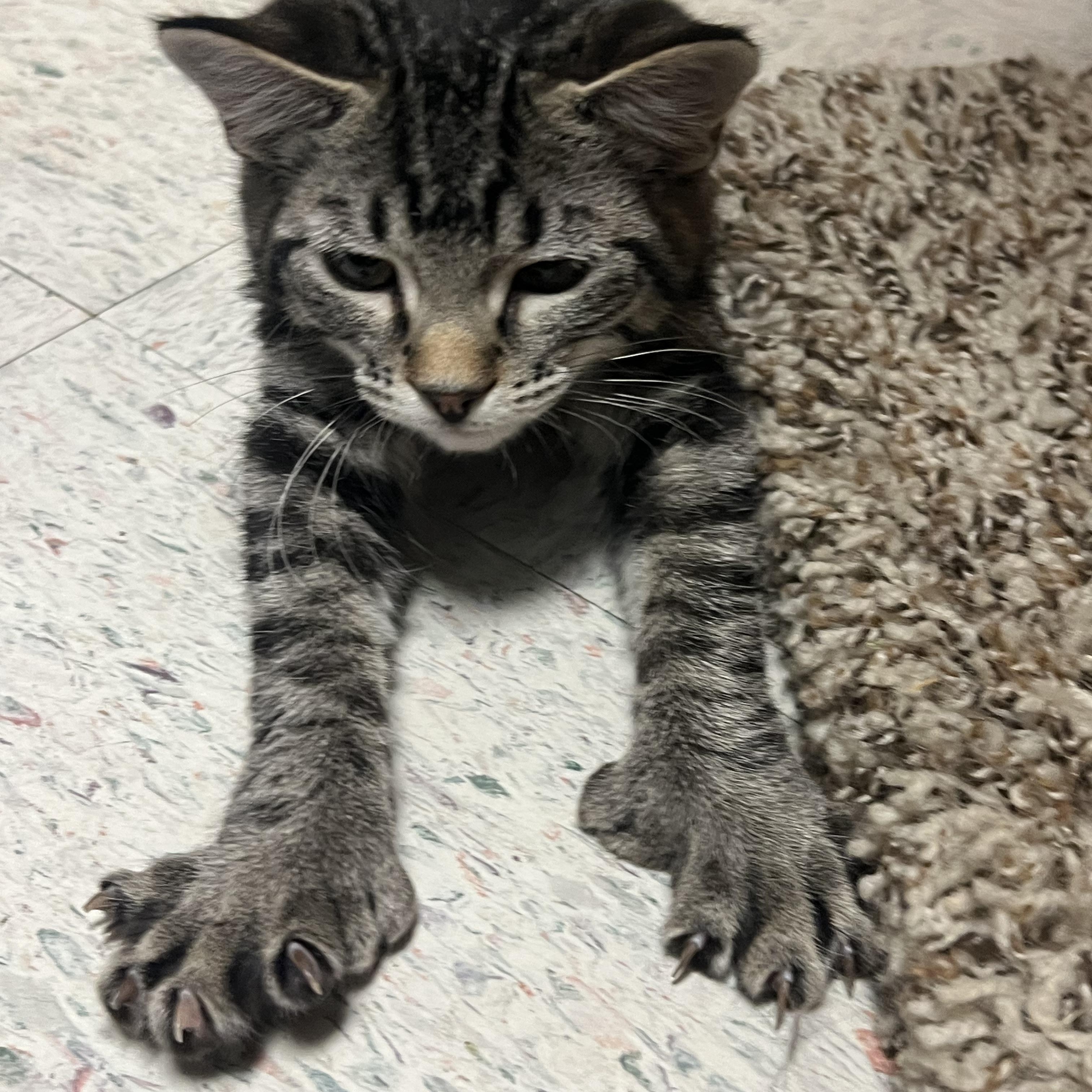 Enlarge Betty, a Adoptable Domestic Short Hair in Spokane, WA image 1/2