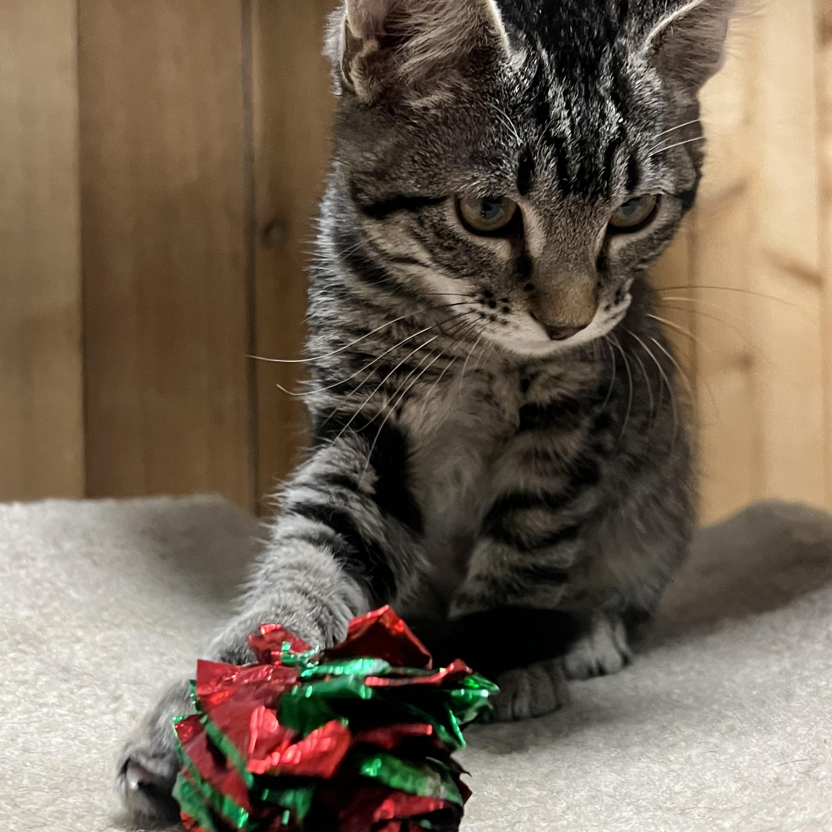 Enlarge Betty, a Adoptable Domestic Short Hair in Spokane, WA image 2/2