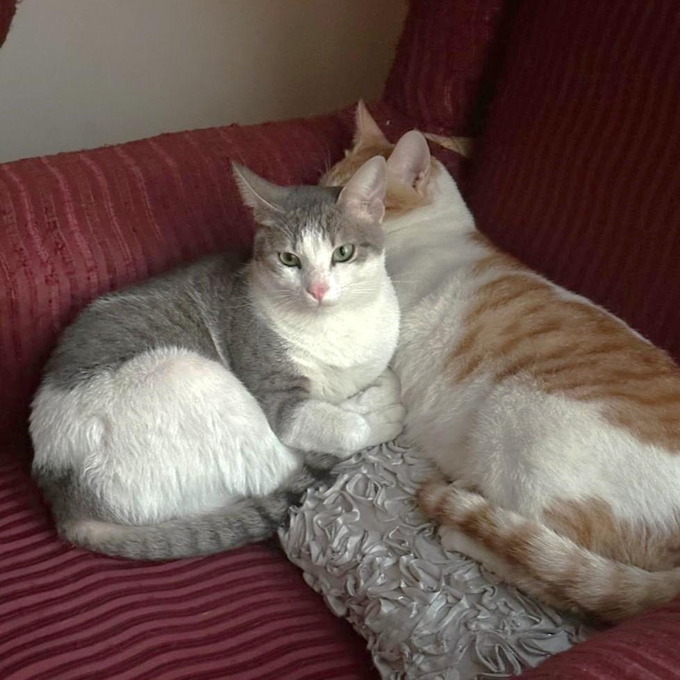 Pimba and Meshmesh - Foster needed