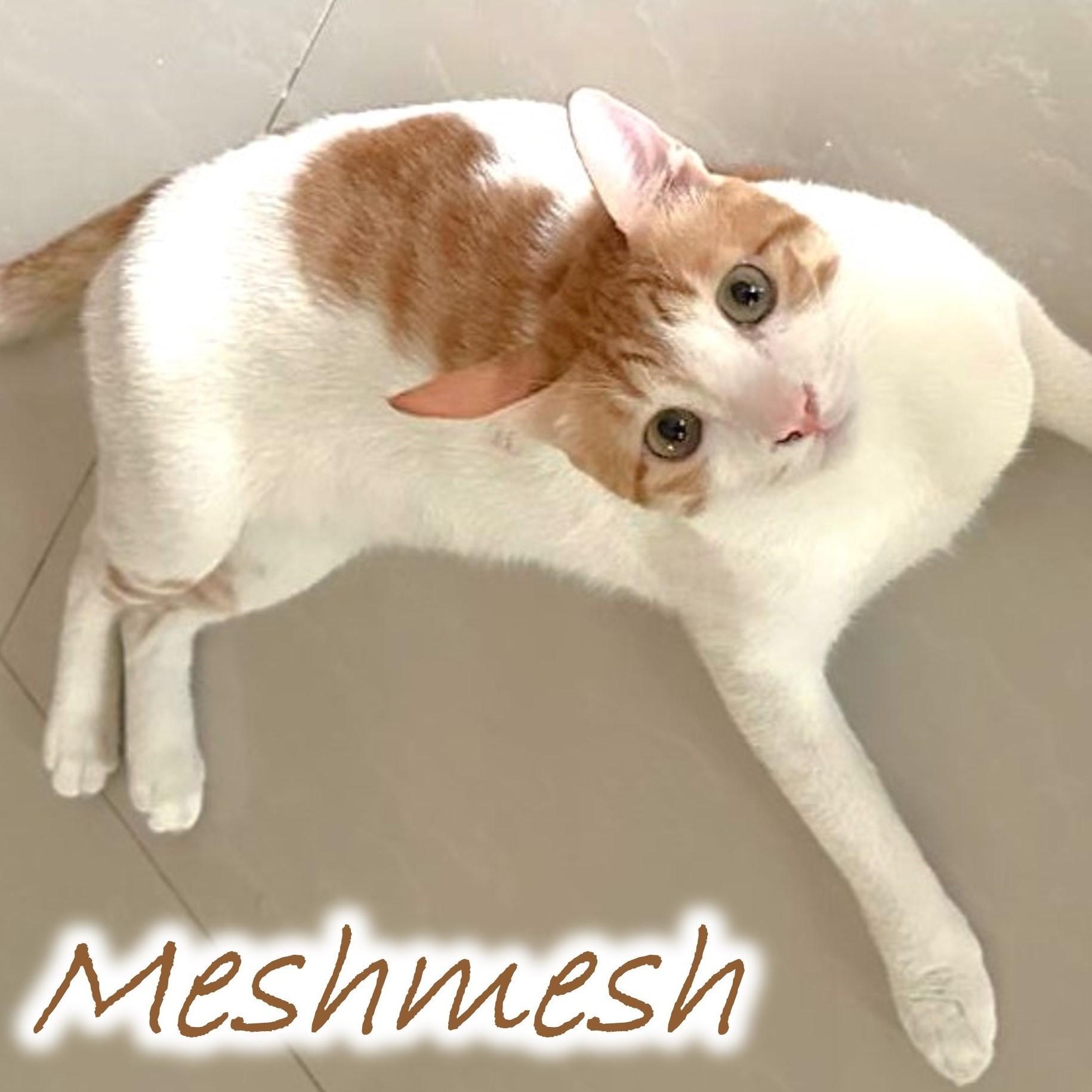 Pimba and Meshmesh - Foster needed, a Adoptable mixed breed in Mississauga, ON image 5/6