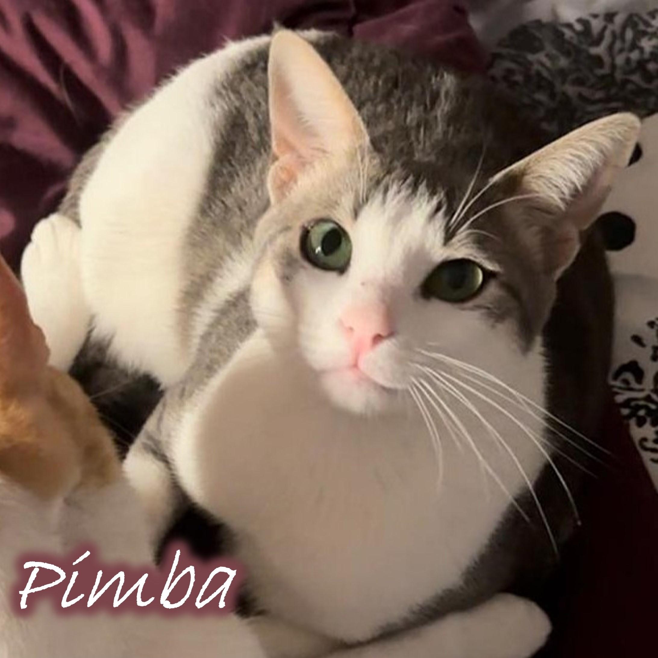 Pimba and Meshmesh - Foster needed, a Adoptable mixed breed in Mississauga, ON image 4/6
