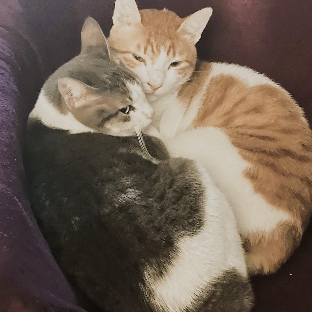 Pimba and Meshmesh - Foster needed, a Adoptable mixed breed in Mississauga, ON image 1/6