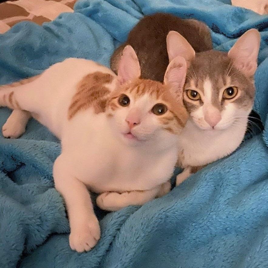 Pimba and Meshmesh - Foster needed, a Adoptable mixed breed in Mississauga, ON image 3/6