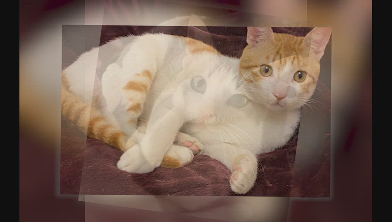 Enlarge Pimba and Meshmesh - Foster needed, a Adoptable mixed breed in Mississauga, ON video 2/6