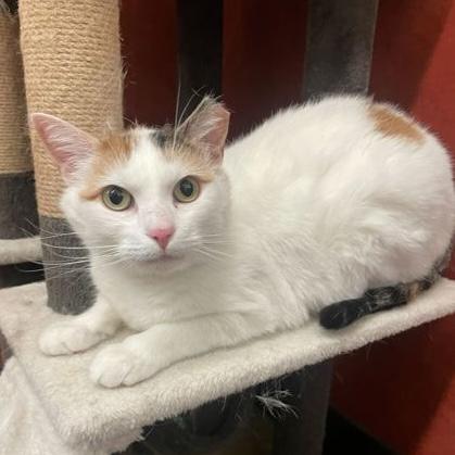Enlarge Alexis, a Adoptable Domestic Short Hair in Rochester, MN image 1/1
