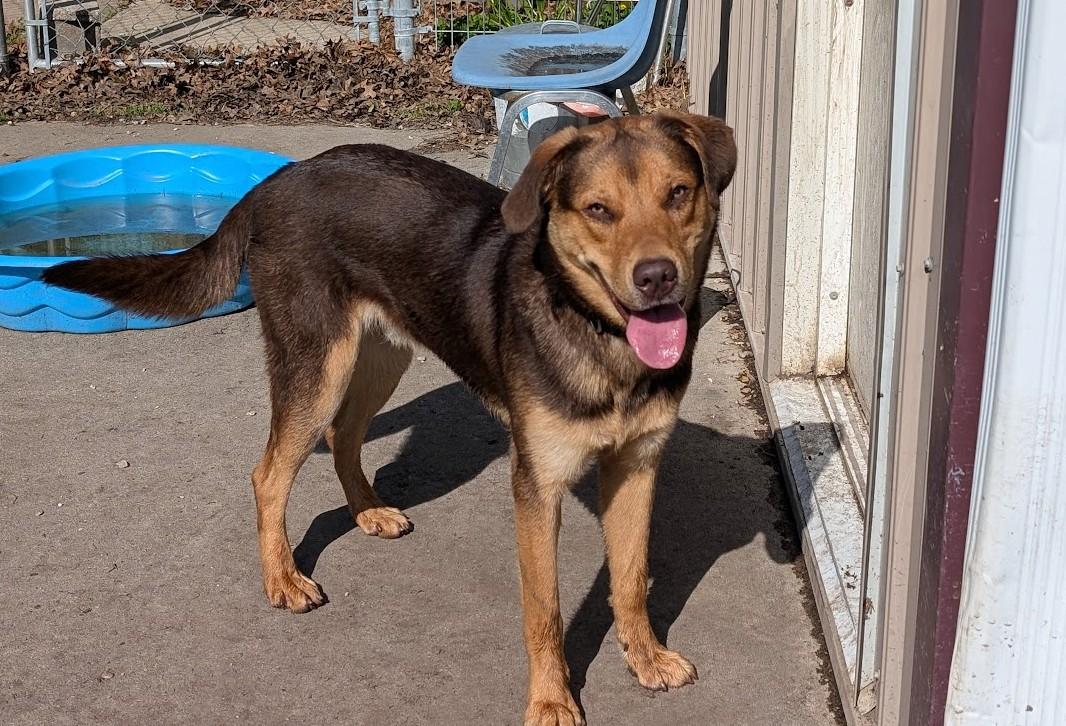Enlarge Moose, a Adoptable mixed breed in Carthage, IL image 5/6