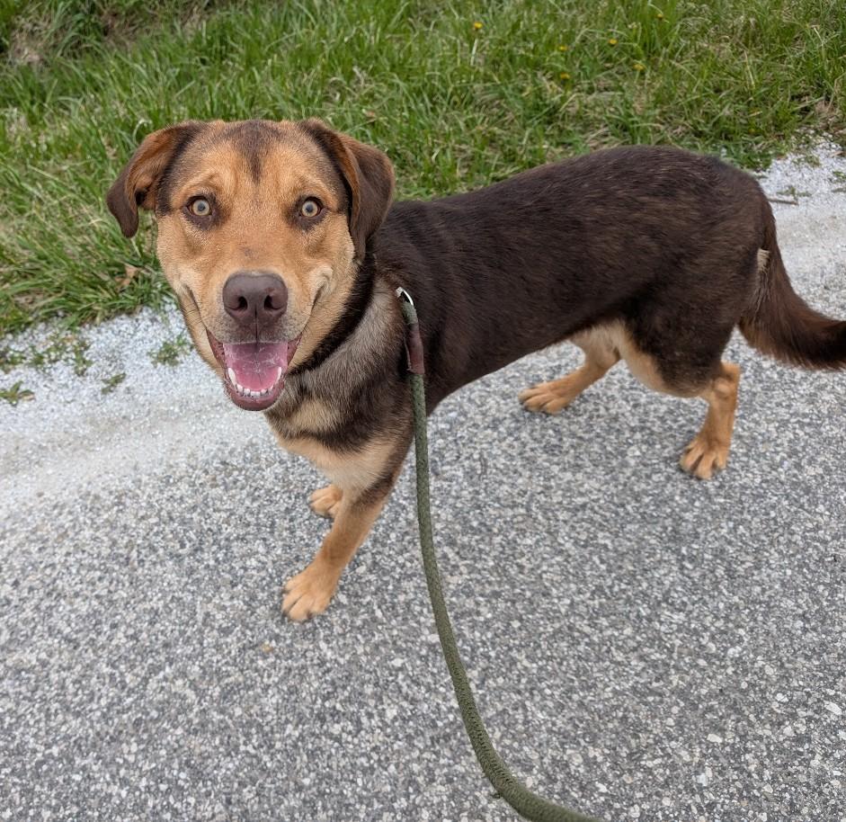 Enlarge Moose, a Adoptable mixed breed in Carthage, IL image 3/6