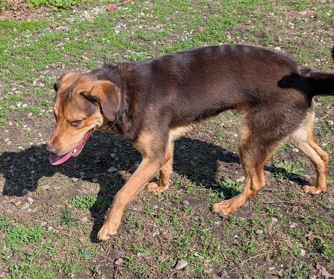 Enlarge Moose, a Adoptable mixed breed in Carthage, IL image 6/6