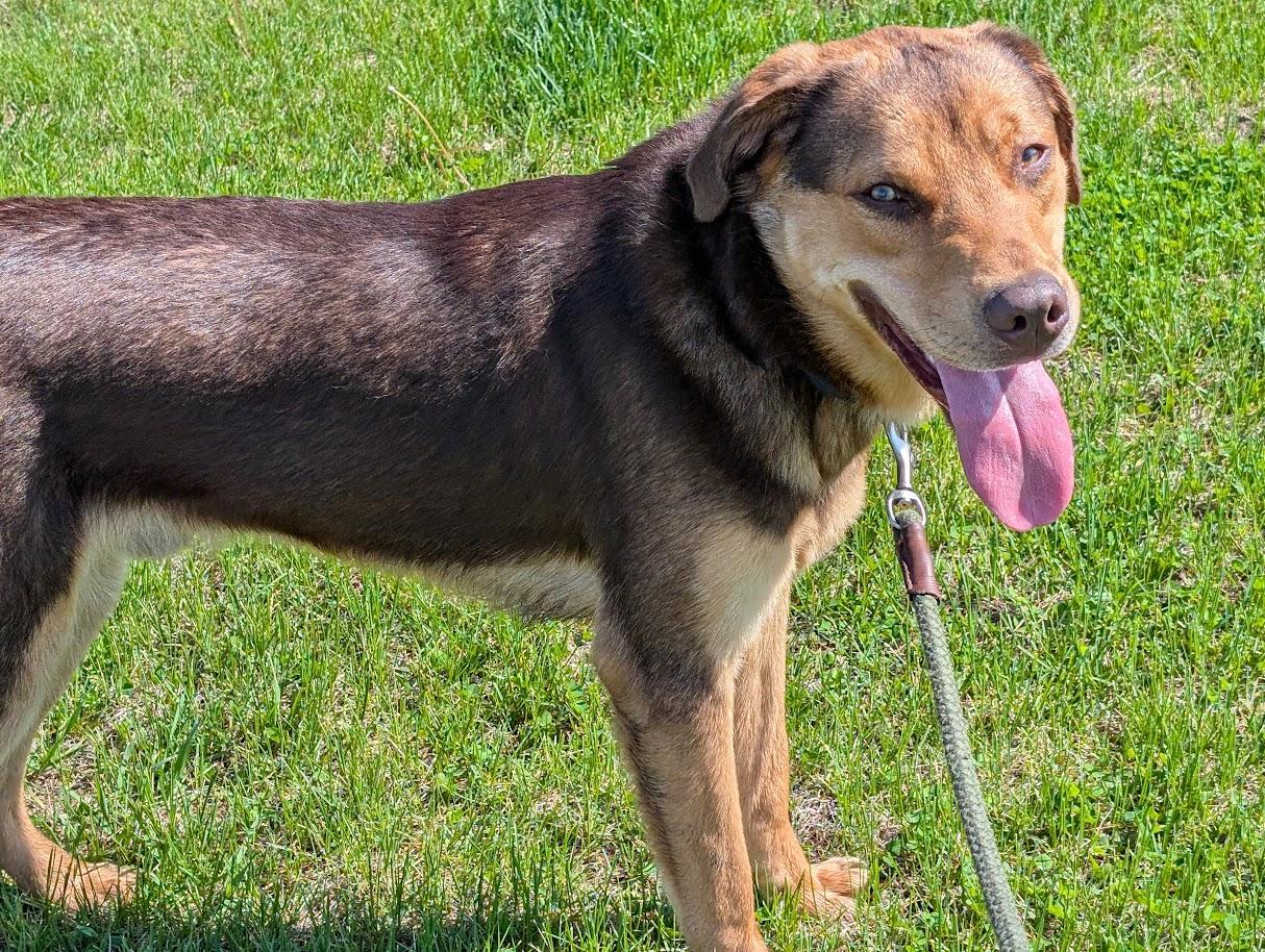 Enlarge Moose, a Adoptable mixed breed in Carthage, IL image 4/6