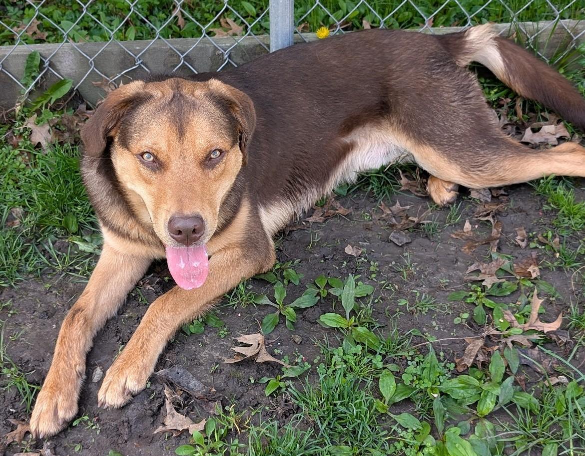 Moose, Adoptable, Young Male Labrador Retriever & German Shepherd Dog.