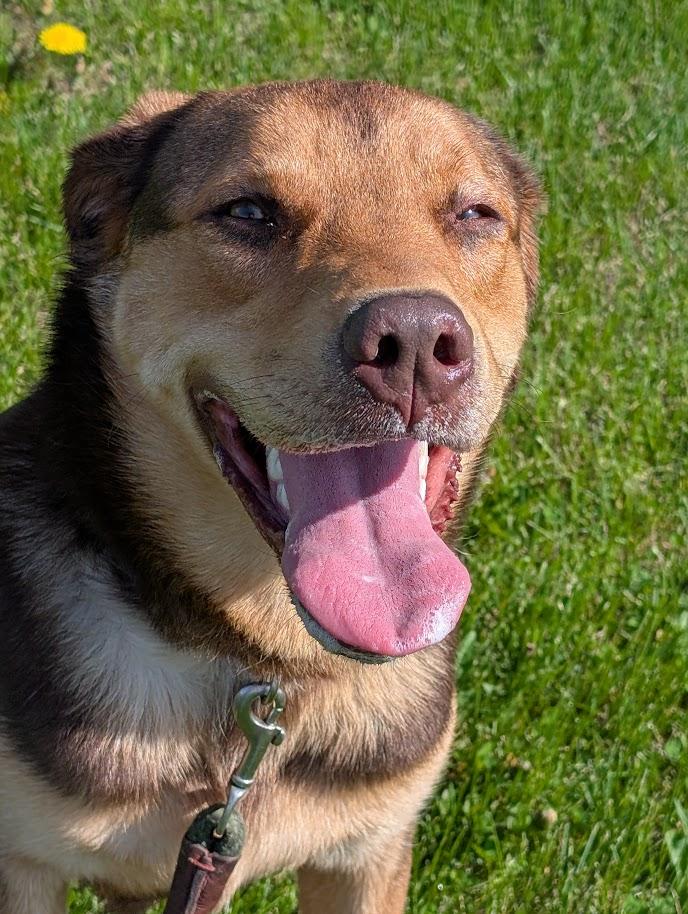 Enlarge Moose, a Adoptable mixed breed in Carthage, IL image 2/6