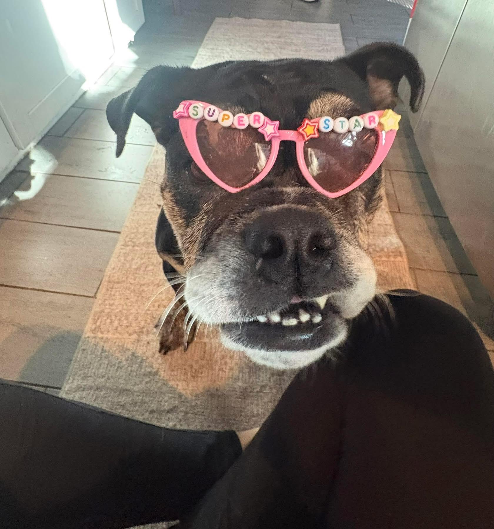 Vivienne, Adoptable, Young Female English Bulldog.