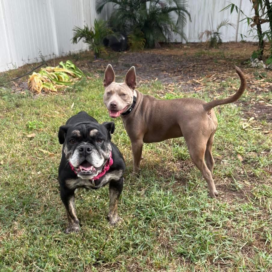 Enlarge Vivienne, a Adoptable English Bulldog in Lutz, FL image 2/4