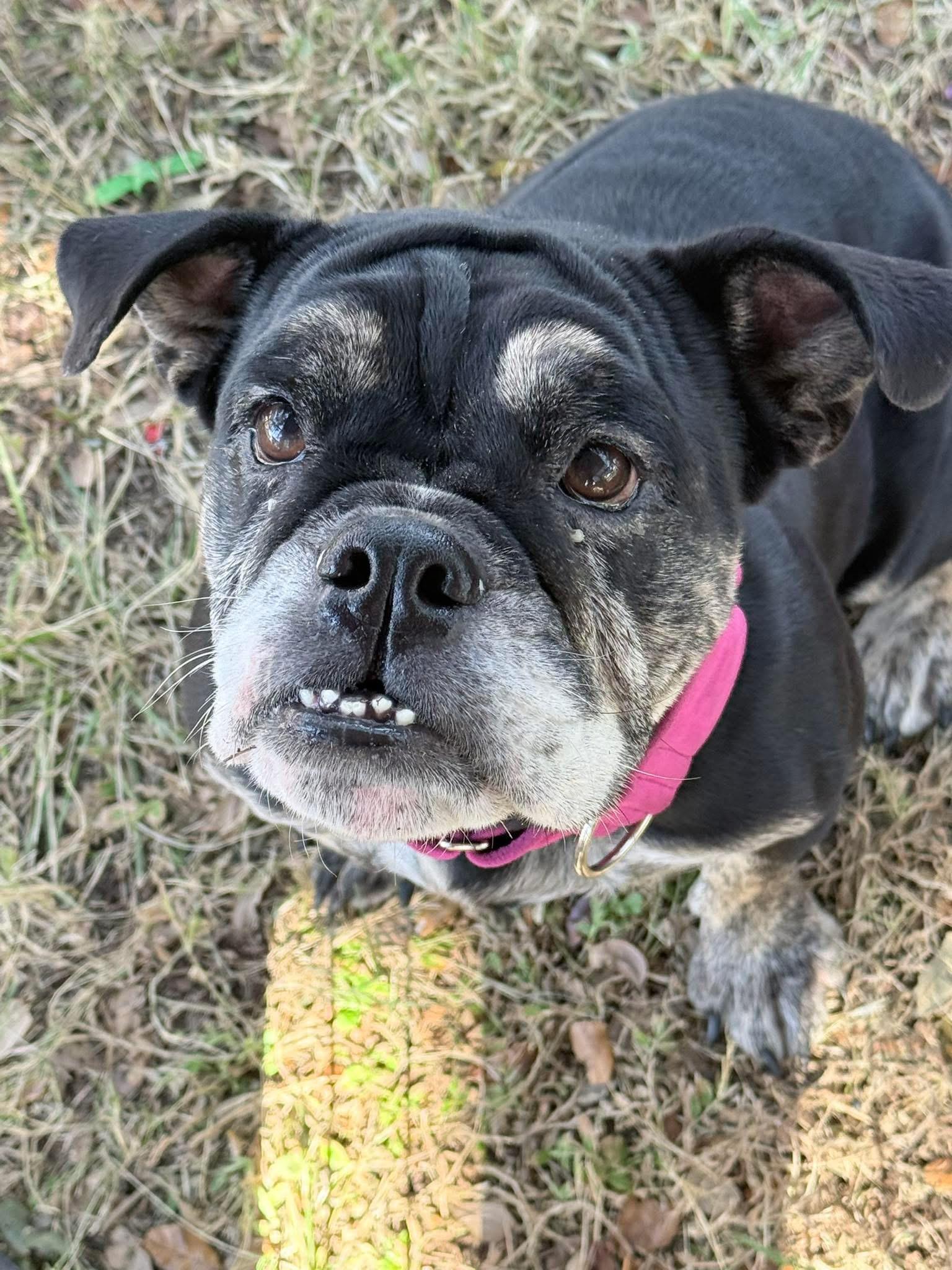 Enlarge Vivienne, a Adoptable English Bulldog in Lutz, FL image 3/4